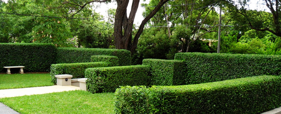 hedge trimming service reno