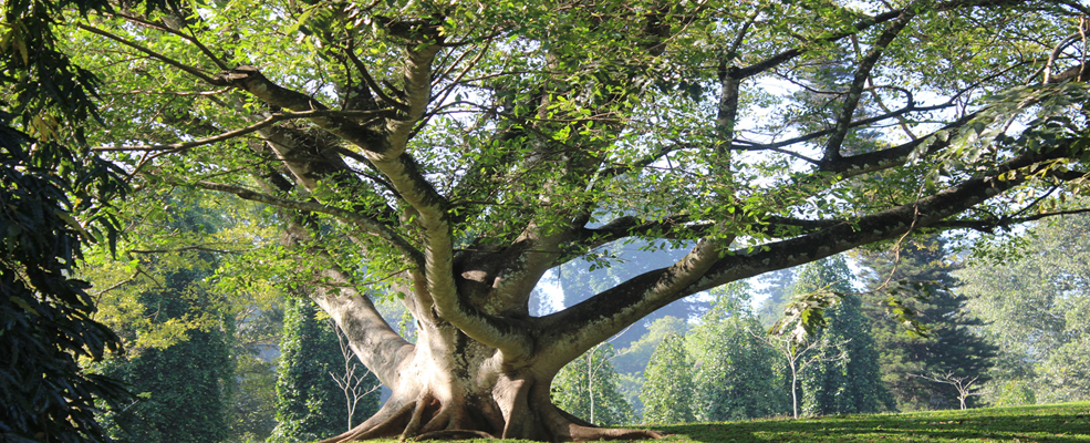 tree removal reno