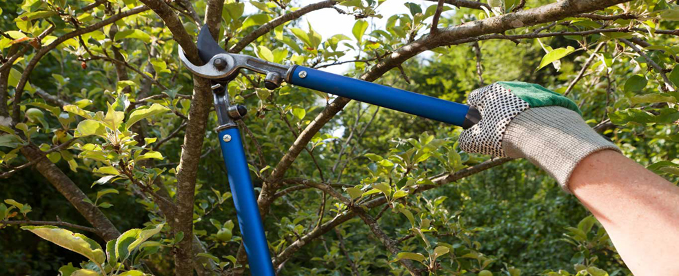 tree pruning reno