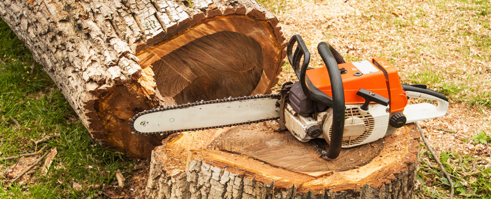 tree removal reno