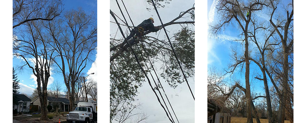 tree service