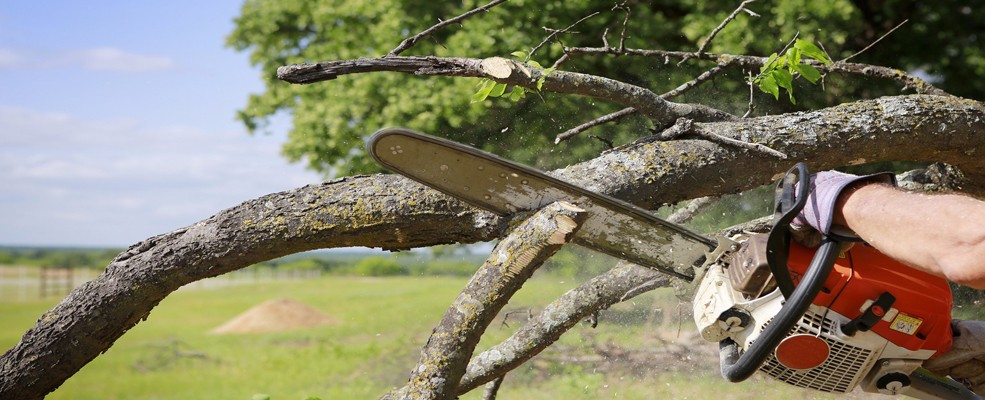 tree trimming reno
