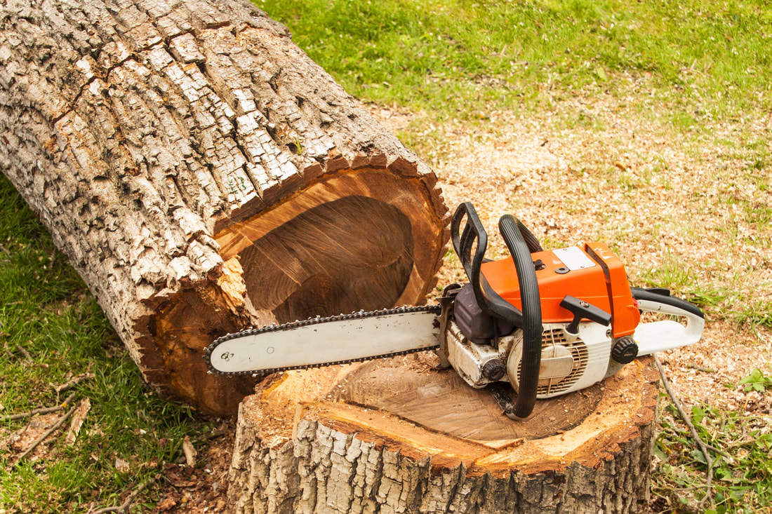 Tree Removal Sammamish