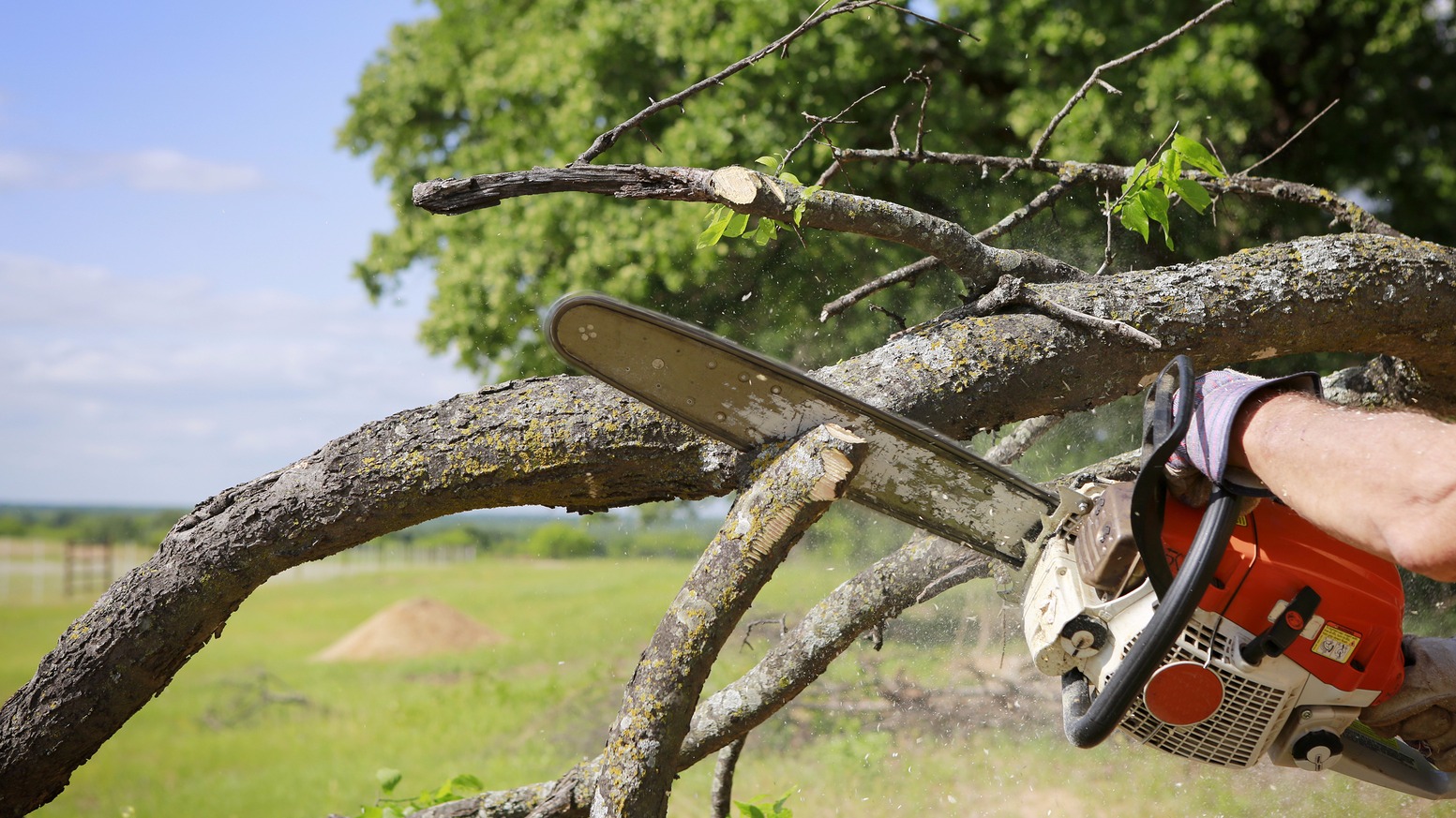 Stump Grinding